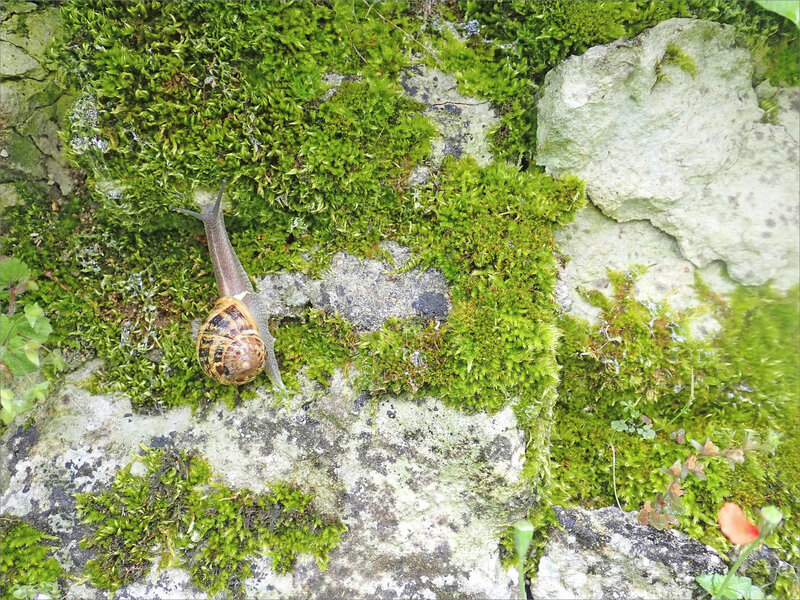 Mur escargot pluie 080519 2