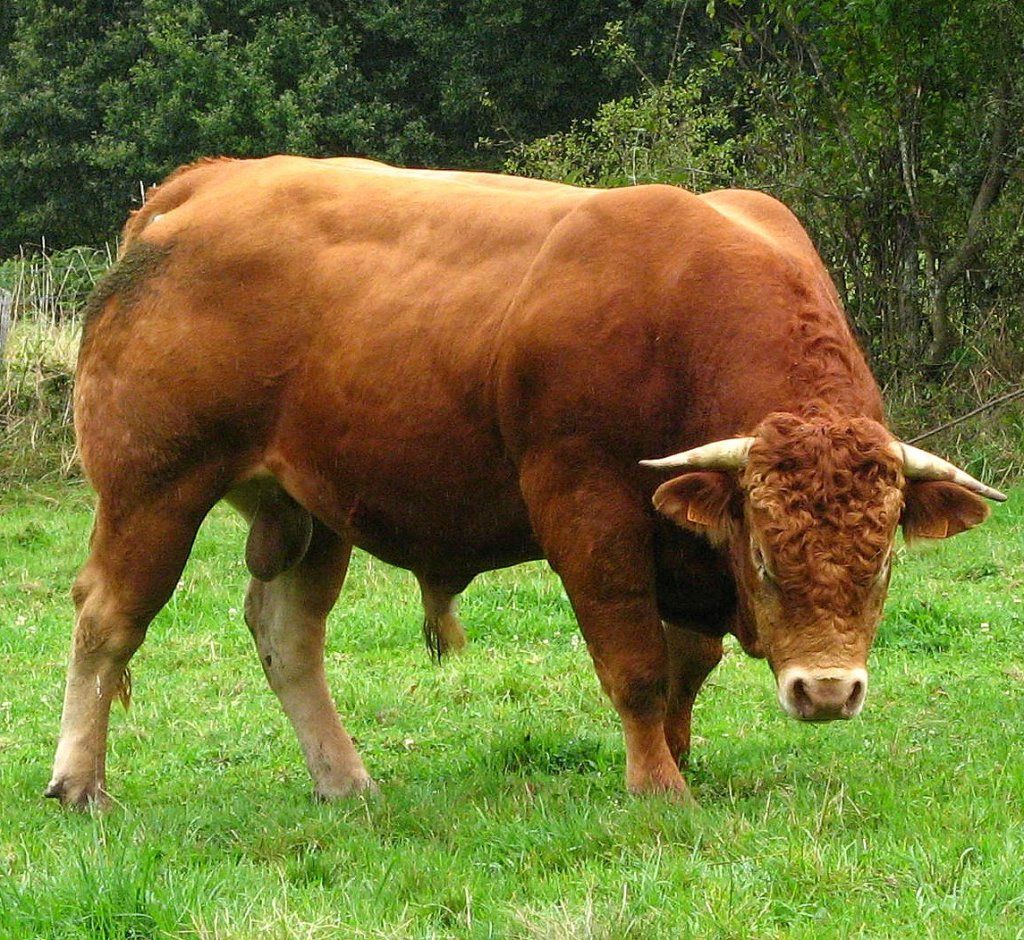 La Force Du Boeuf L Herbe Respectez Les Animaux