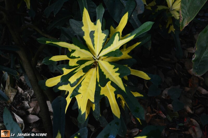 Les grandes serres du Botanisk Have