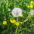 Le printemps a Pahkla