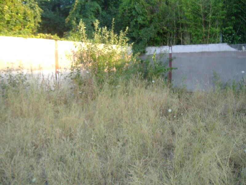 DSCF0542
