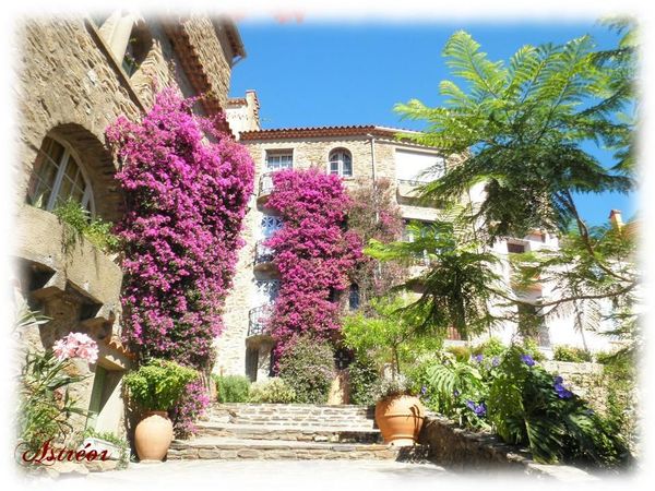 Bormes_les_mimosas1