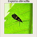 Esperia oliviella (Fabricius, 1794)