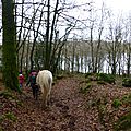Balade à cheval dans la forêt P1080294
