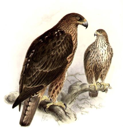 aigle