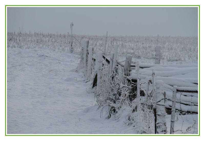 Neige_2010_12_09_1477_GF