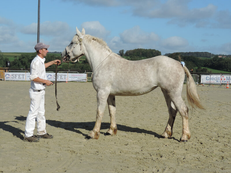 Irma du Boncoin - 5 Septembre 2020 - National Boulonnais - Samer (62) - 2e (2 ans - Petite Taille (moins d'1m64))