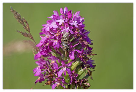 orchis_pyramid_araignee_victime_010609