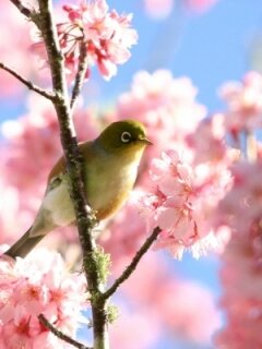bird and cherry tree