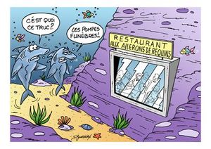 Requin resto