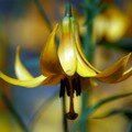 Flore