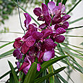 Des orchidées dans la serre aux papillons du parc floral d'orléans