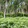 Glendalough, la forêt