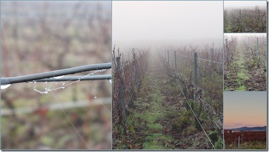 Vignes le 23 novembre 20215