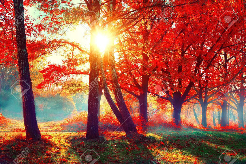 63175204-l-automne-automne-scène-de-la-nature-beau-parc-d-automne