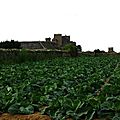 _IGP8783