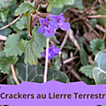 26 LIERRE TERRESTRE(1)Crackers au lierre terrestre