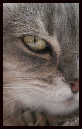 eye_tiger