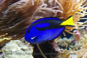 aquarium_01