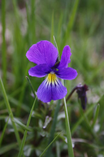 2009 04 28 Une Fleur De Pensée Sauvage Photo De T Fleurs