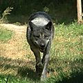 Loup Noir du Canada - Canis Lupus Occidentalis (3)