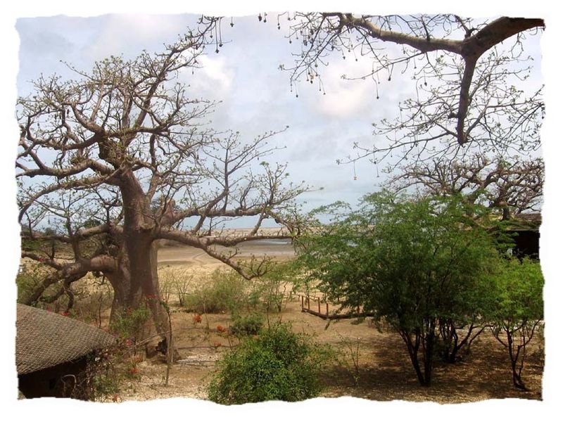 baobab saloum