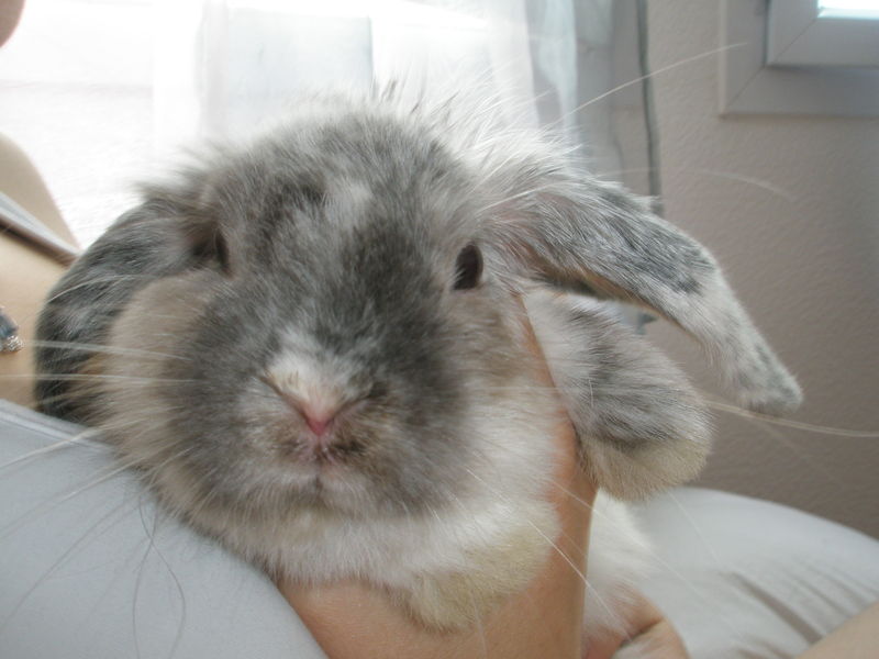 Mon Lapin Tape Du Pied Quand Il Me Voit TooMoche, le lapin tout moche