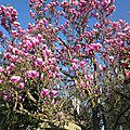 Des magnolias boulevard marbeuf : rennes le 7 avril 2015