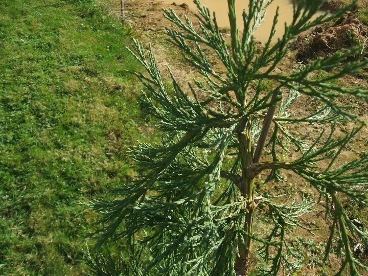 - Sequoia giganteum ' Pendulum' photo et fiche de culture - LE JARDIN ...