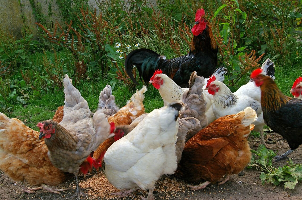 Donner Des Lentilles Crues Aux Poules Faire un poulailler et avoir un poulailler chez soi..et des poules
