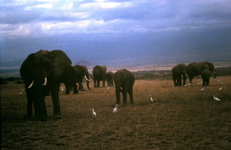 amboseli elephants troupeaux aa