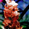 Phalaenopsis, souvenir de Thaïlande
