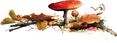 champignons