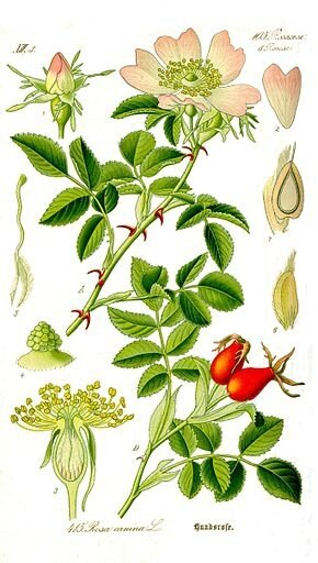 Eglantier