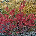 L'automne