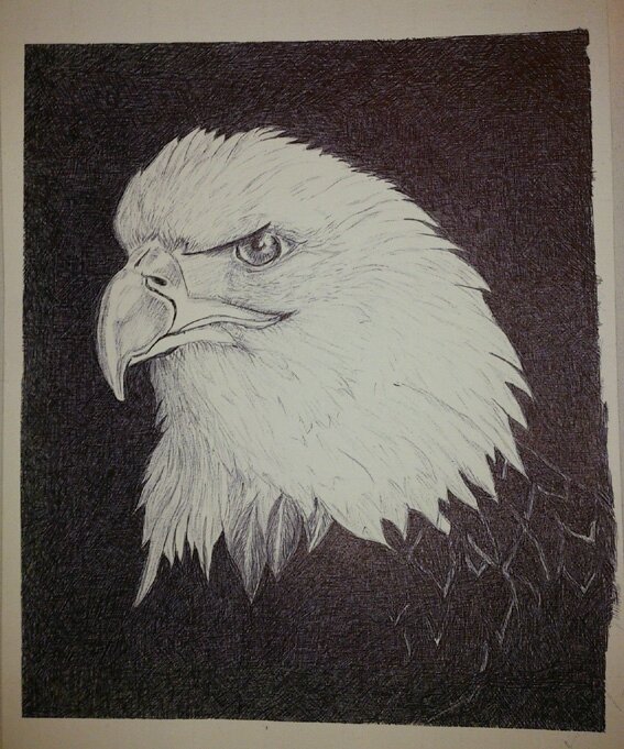 Aigle Dessin Au Stylo Bille Tocade