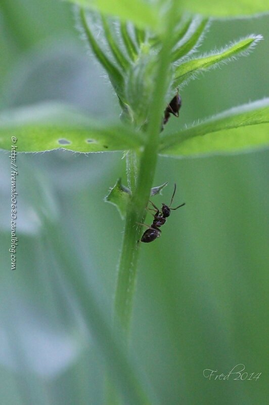 Camponotus sp ??