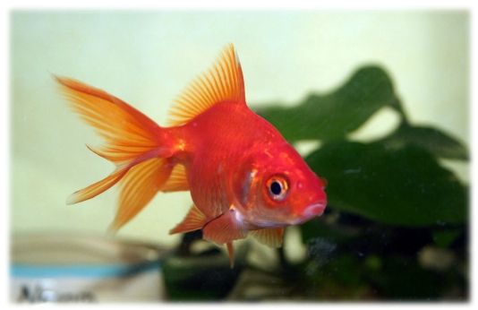 phramaciepoisson (6)