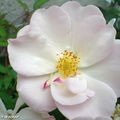 Rosier 'Sourire d'Orchidée'