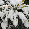Mahonia x media 'Winter sun' sous la neige