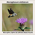 Macroglossum stellatarum(Moro-sphinx, Sphinx du caille-lait, Ois