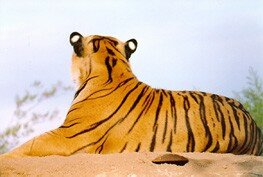 tiger_ear
