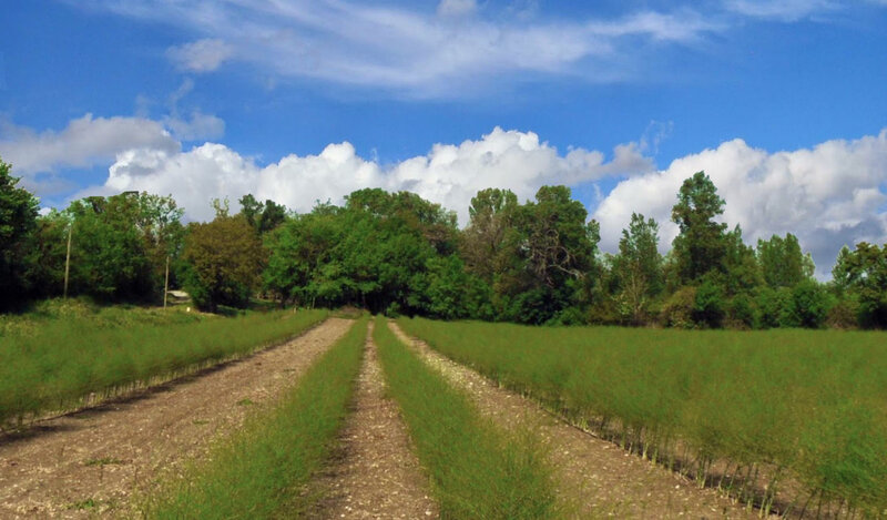 asperge1