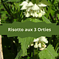 6 LAMIERS(2)Risotto aux 3 Orties
