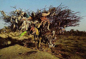 arbre___voeux_iranien