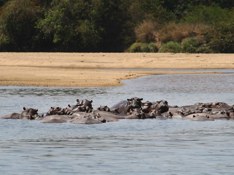 Photo-hippopotames-Boubandjida