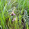 ophrys abeille...