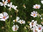 Cosmos
