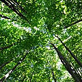 Το δασος απειλειται: περιβαλλοντικο προγραμμα 2ου γυμνασίου αγ. αναργύρων 2016=17