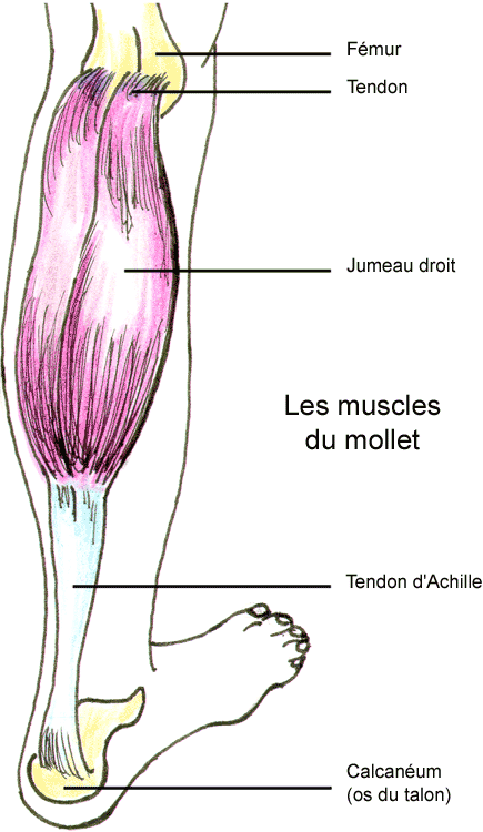 douleur dans les mollets - steadlane.club